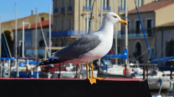 Comment choisir le camping idéal dans l'Hérault ?